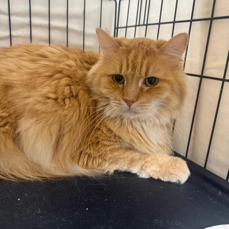 Leo