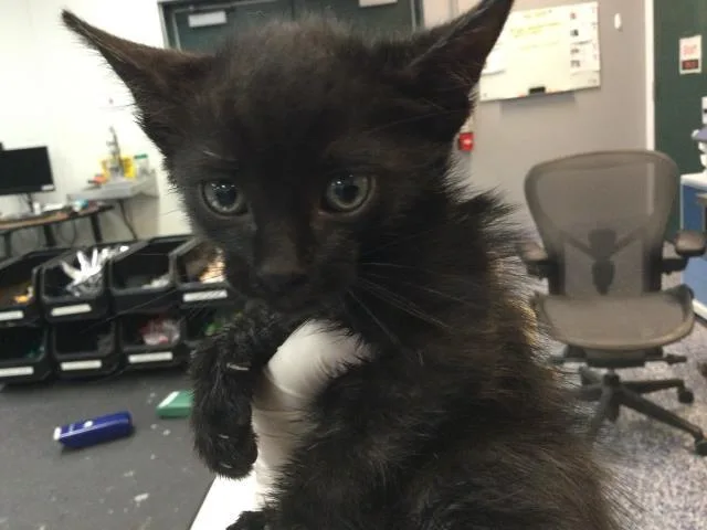 A baby small-sized male Domestic Short Hair cat named Ford for adoption in Thousand Palms, CA