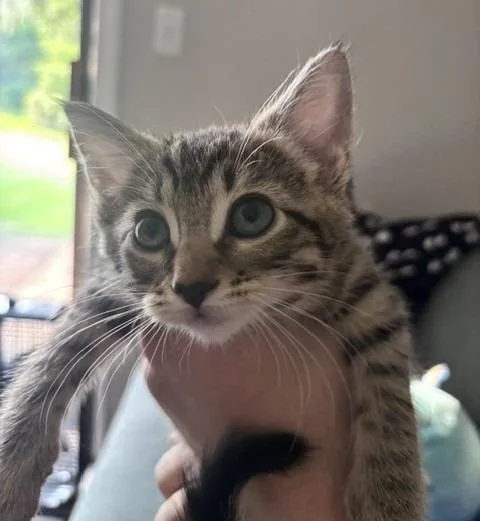 A baby medium-sized female Domestic Short Hair cat named B Tamarindo for adoption in Windsor, CT