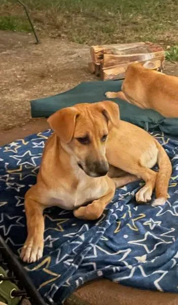 An adult large-sized female Red / Chestnut / Orange Black Mouth Cur dog named Charli for adoption in Wantagh, NY