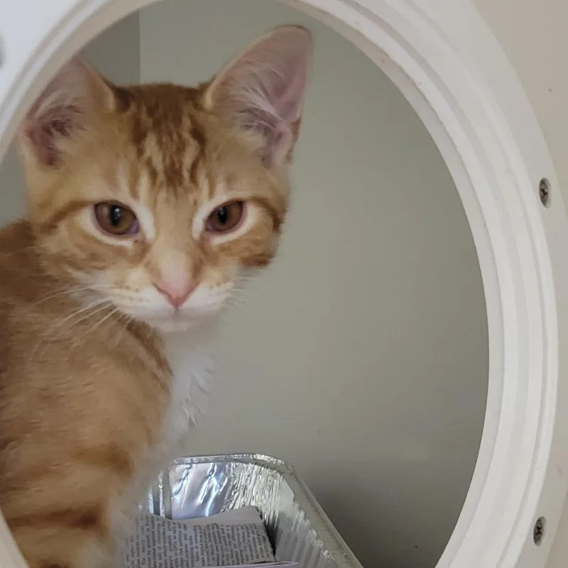 A baby medium-sized male Orange / Red Domestic Short Hair cat named Crab for adoption in Wheeling, IL