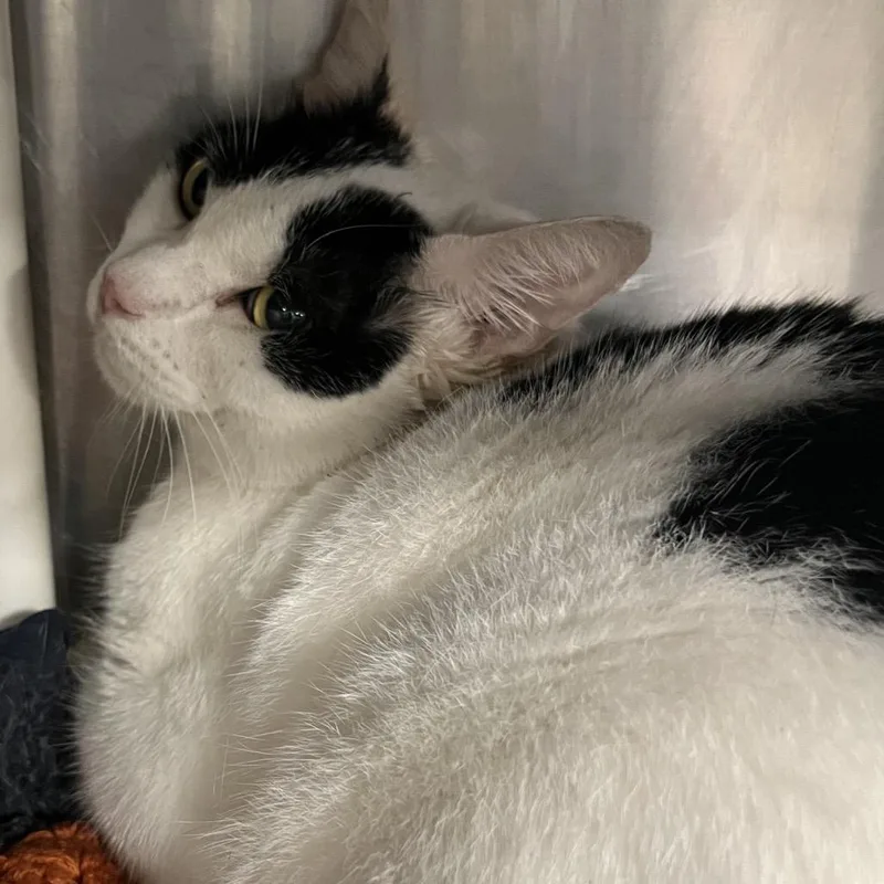 An adult large-sized male Domestic Short Hair cat named Moomoo for adoption in West Palm Beach, FL