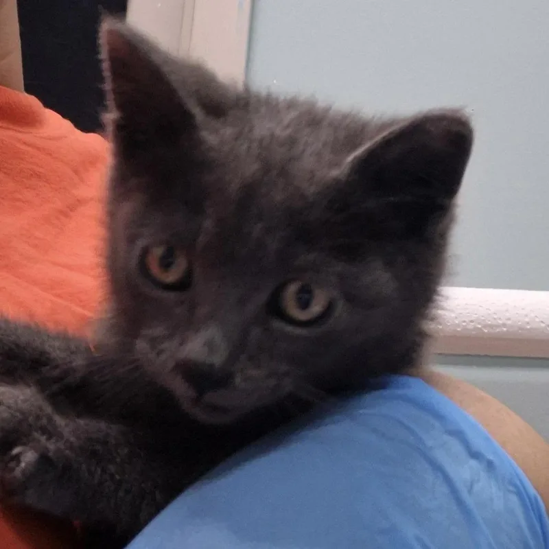 A baby small-sized male Gray / Blue / Silver Domestic Medium Hair cat named Unknown for adoption in Tacoma, WA