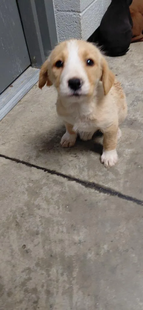 A baby small-sized female Mixed Breed dog named Apricot for adoption in Henderson, NC