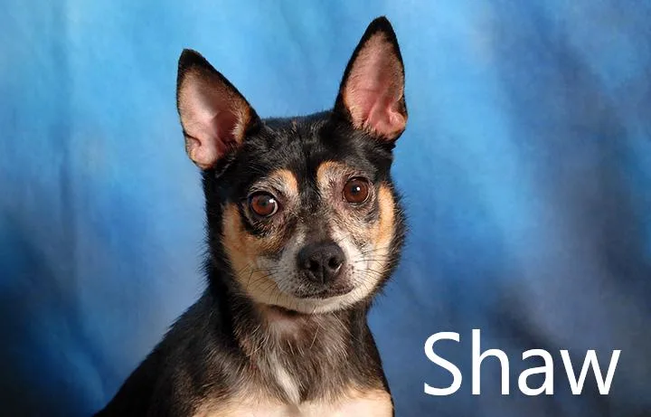 An adult small-sized male Chihuahua dog named Shaw for adoption in Mount Vernon, OH