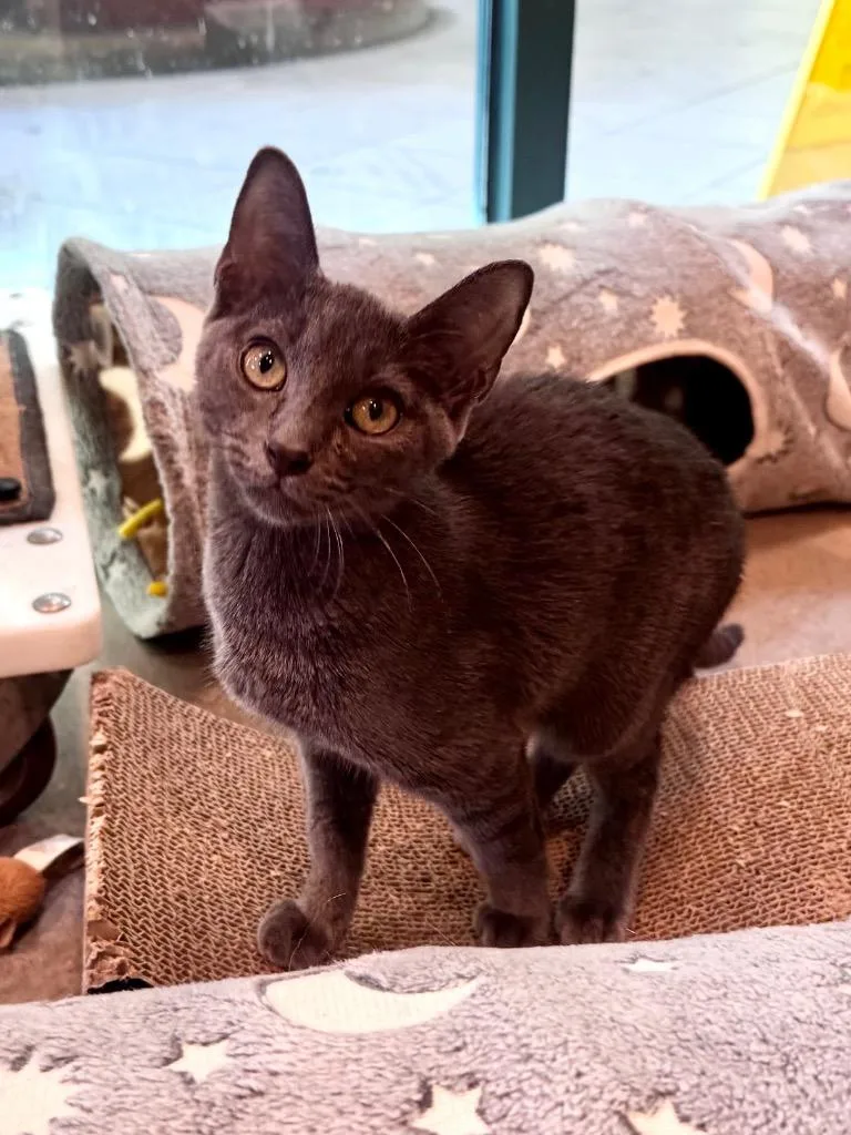 A baby medium-sized male Domestic Short Hair cat named November for adoption in Little Rock, AR