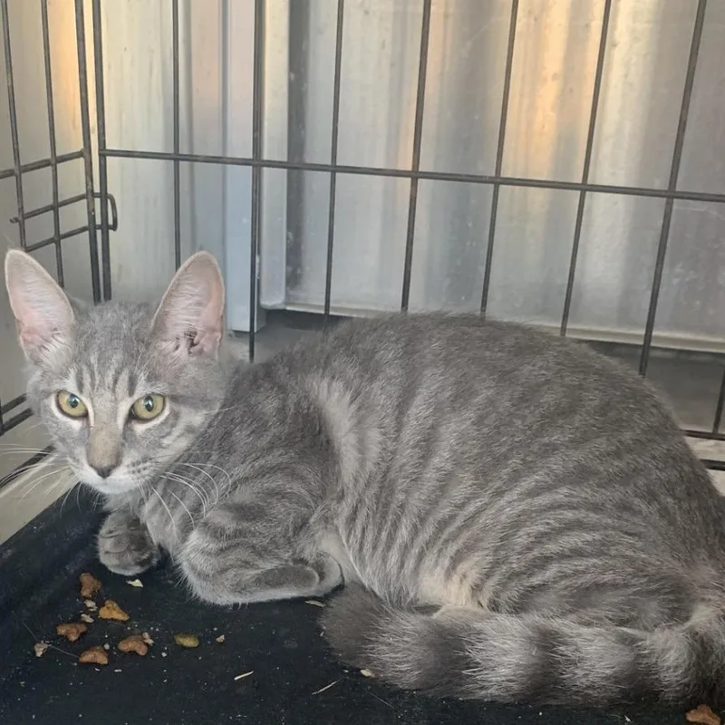 A young small-sized female Gray / Blue / Silver Domestic Short Hair cat named Twix for adoption in Buchanan Dam, TX