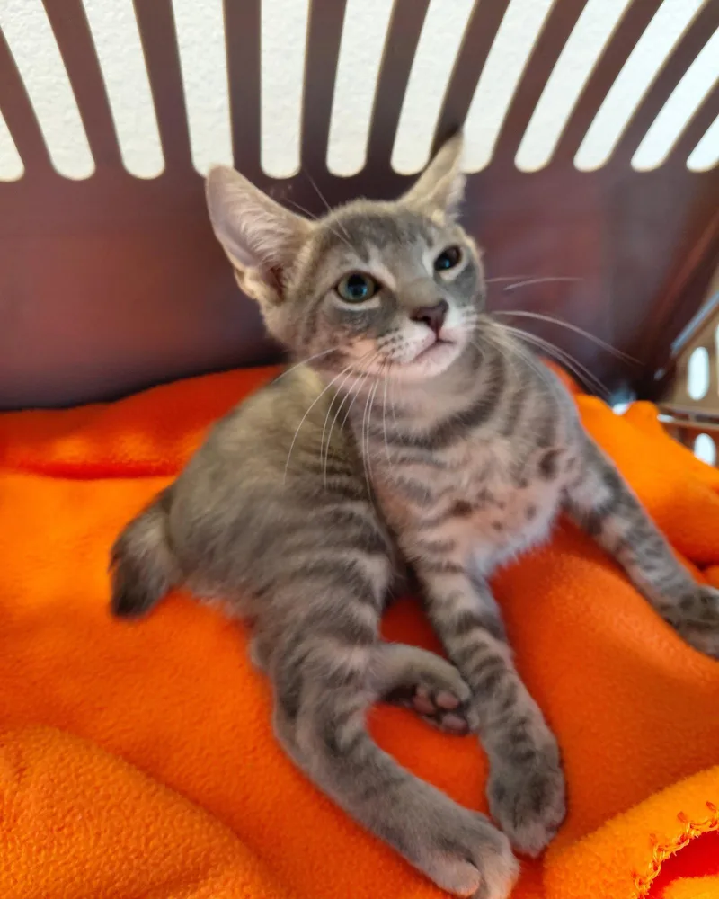 A young medium-sized male American Bobtail cat named Yancy for adoption in St. Cloud, FL