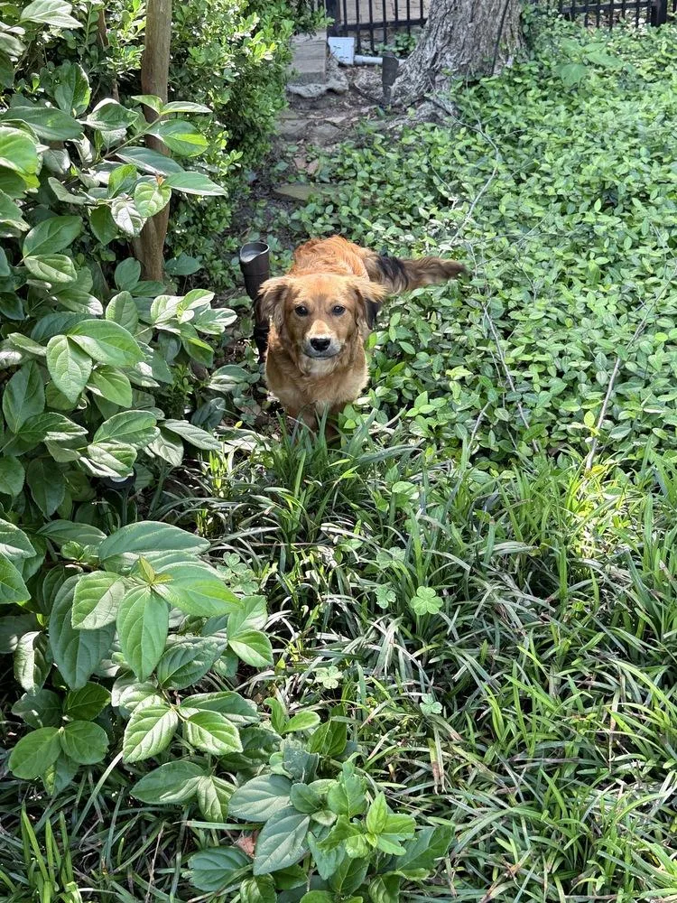 An adult small-sized male Spaniel dog named Pinto Bean for adoption in Richmond, TX