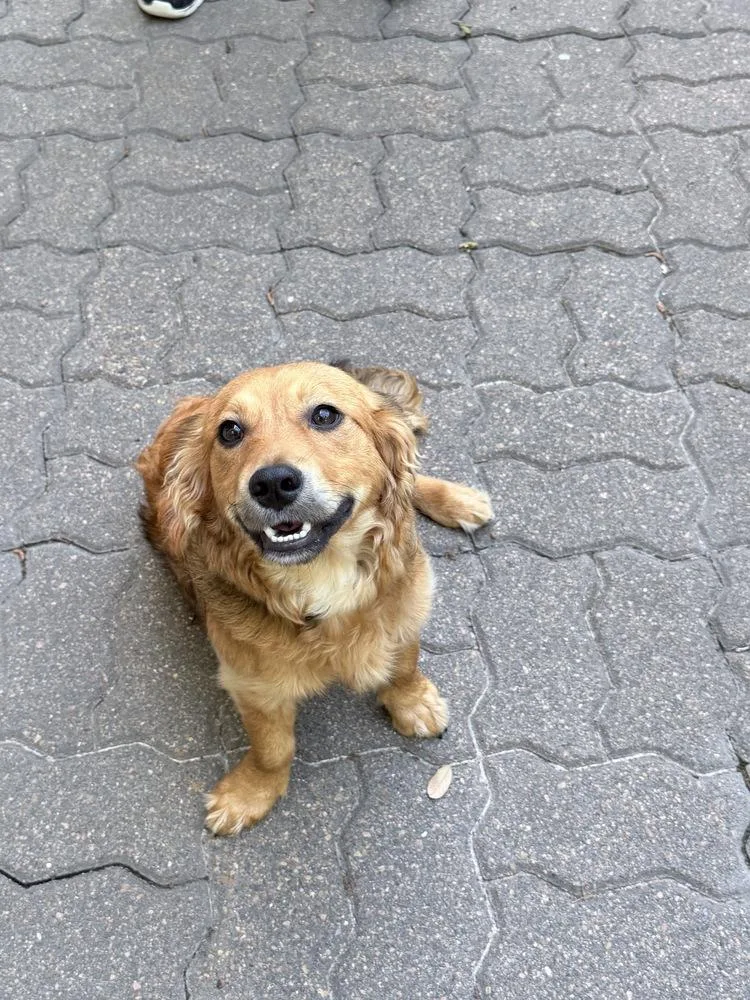 Pinto Bean thumbnail 2