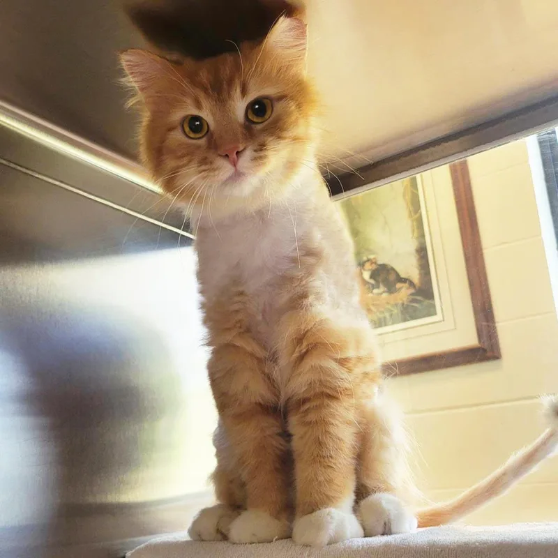 An adult medium-sized male Orange / Red Domestic Long Hair cat named Firestar for adoption in Plover, WI