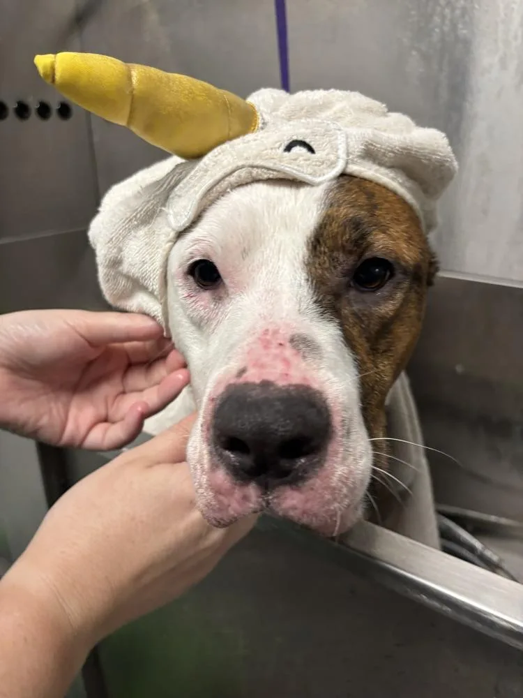 A young medium-sized male Tricolor (Brown, Black, & White) Boxer dog named Clyde for adoption in Milton, FL