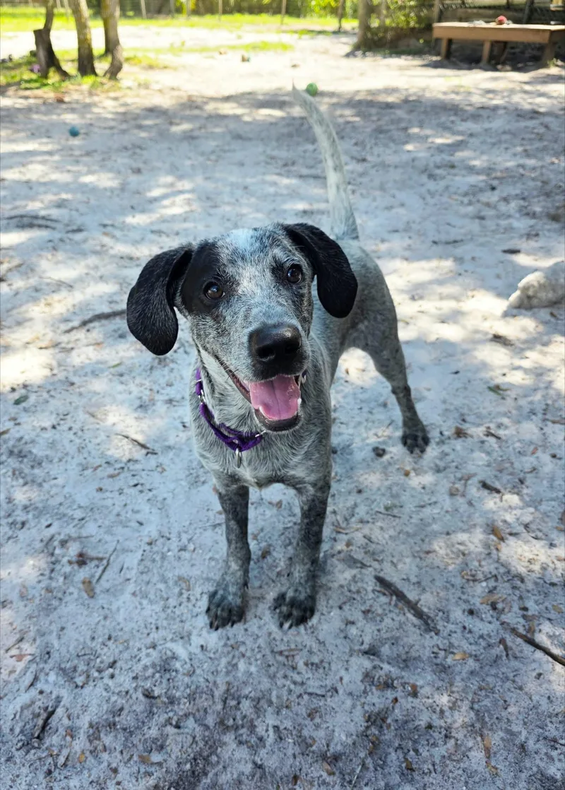A baby medium-sized male Australian Cattle Dog / Blue Heeler dog named Hutch for adoption in Umatilla, FL