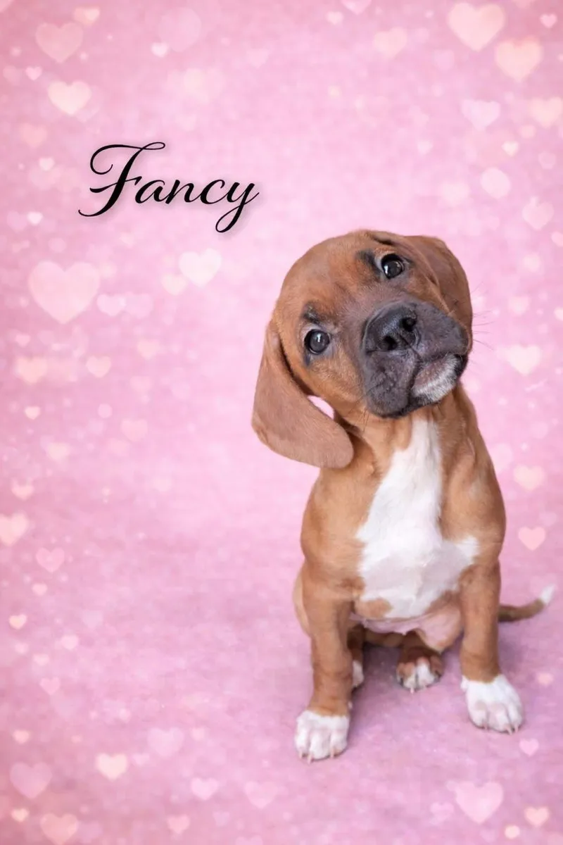 A baby medium-sized female Boxer dog named Fancy for adoption in Elizabethtown, PA