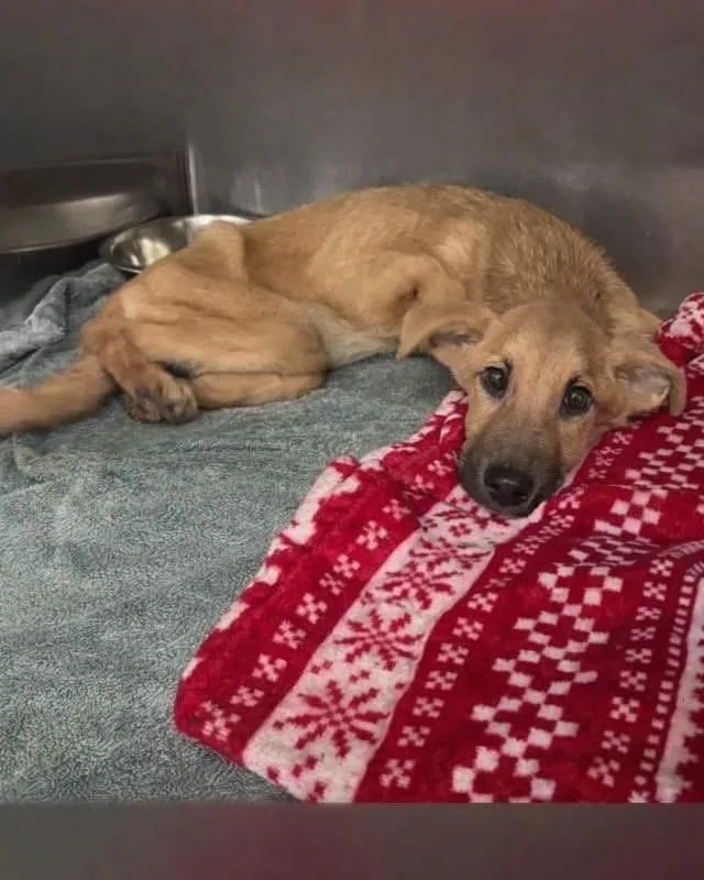 A baby large-sized female Apricot / Beige German Shepherd Dog dog named Darla for adoption in New Rochelle, NY