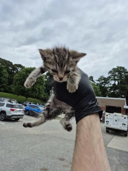 A baby small-sized female Domestic Short Hair cat named Pen  Kava for adoption in Lawrenceville, GA
