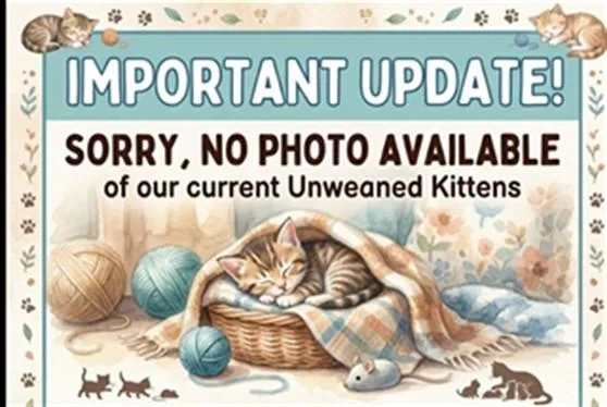 A baby small-sized female Domestic Short Hair cat named A for adoption in San Pedro, CA