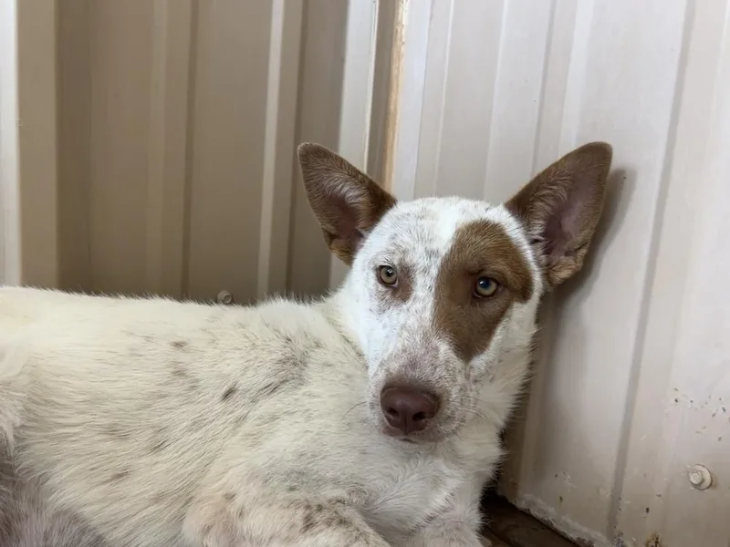 A young medium-sized female Australian Cattle Dog / Blue Heeler dog named Phyllis for adoption in Mountainair, NM