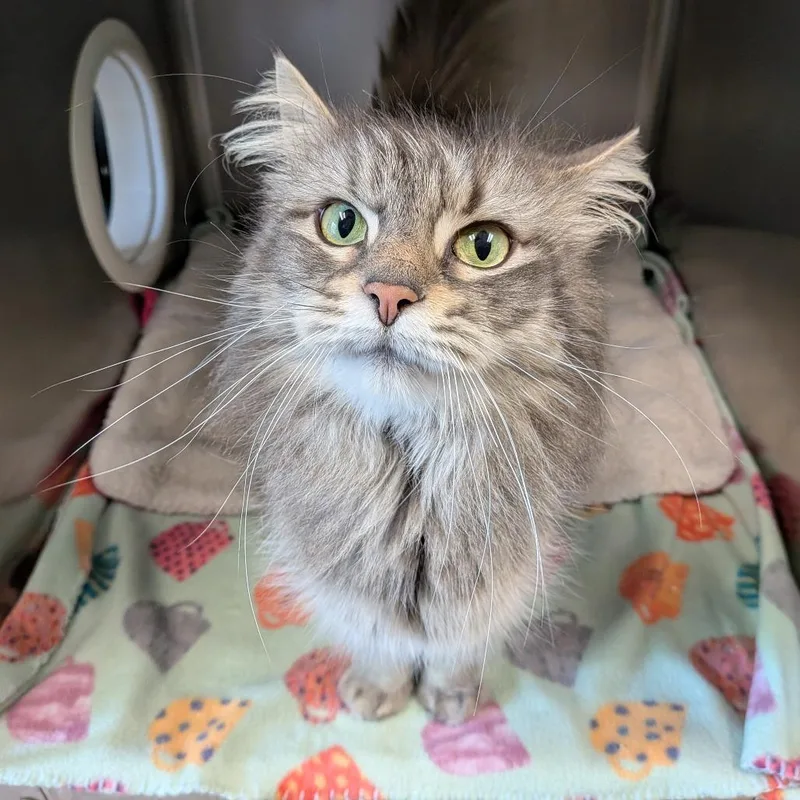 A baby medium-sized female Gray / Blue / Silver Domestic Medium Hair cat named Poppy for adoption in Toledo, OH