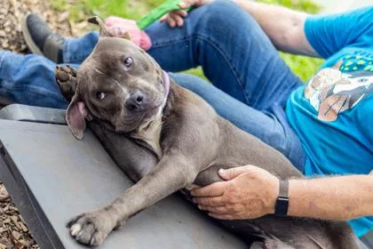 A young large-sized male Mixed Breed dog named Avenger for adoption in Chamblee, GA