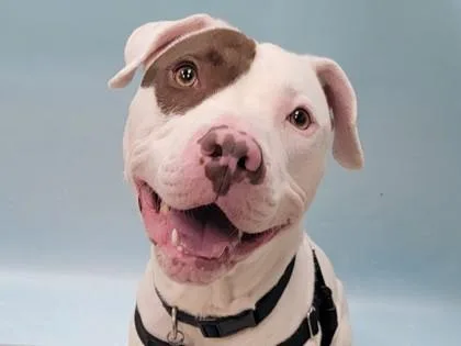 An adult large-sized male American Staffordshire Terrier dog named Hermez for adoption in Coon Rapids, MN