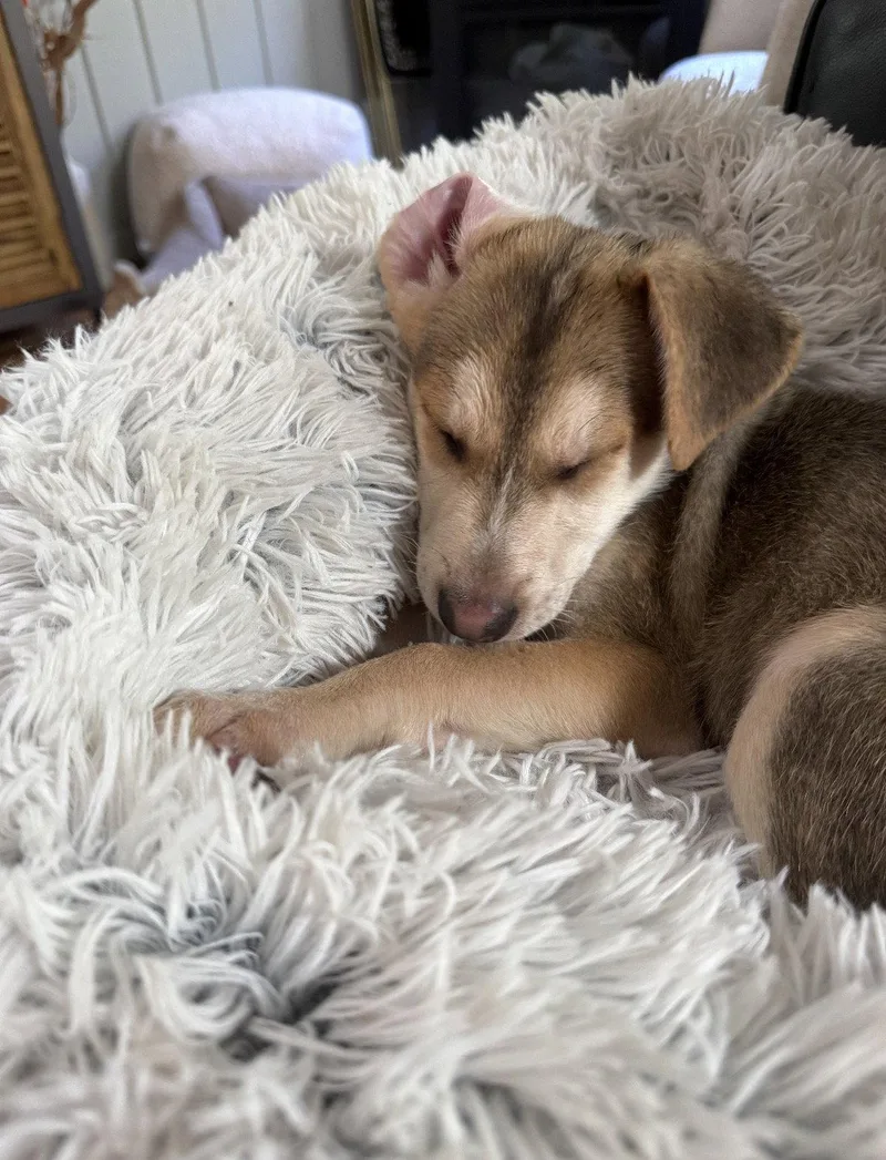 A baby medium-sized female Shepherd dog named Nicole for adoption in Bothell, WA