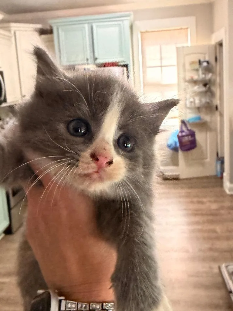 A baby small-sized male Domestic Medium Hair cat named Remington for adoption in Newnan, GA