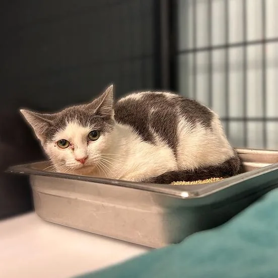 A young small-sized male Domestic Short Hair cat named Horton Hears Whovilles for adoption in Davenport, IA