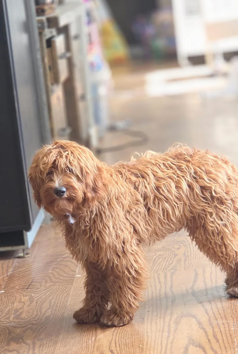 A baby medium-sized male Golden Goldendoodle dog named Wolfie for adoption in Warren, MI