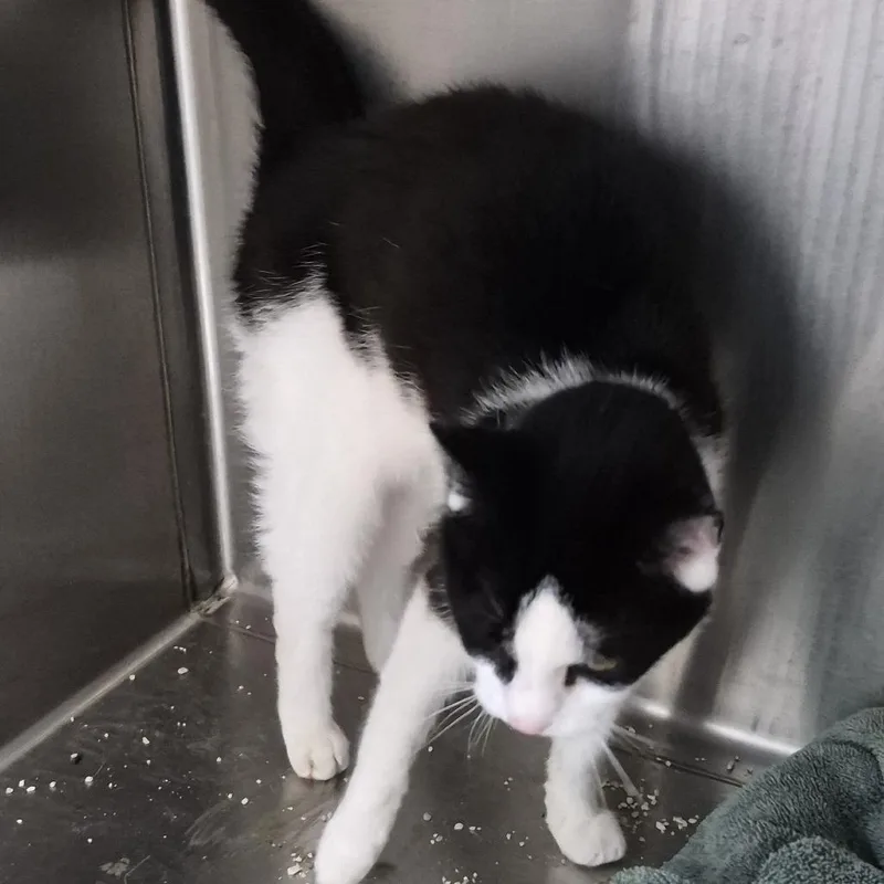 A senior medium-sized female Black Domestic Short Hair cat named Jasmine for adoption in Natick, MA