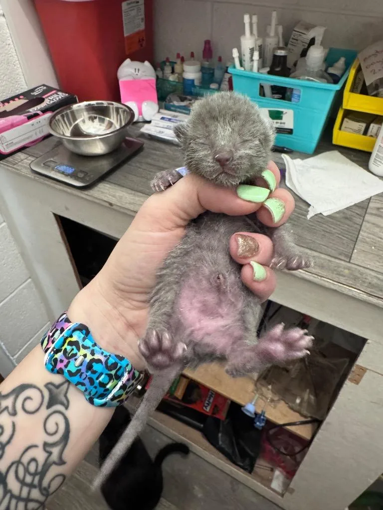 A baby medium-sized female Domestic Short Hair cat named Brooklyn for adoption in Johnson City, TN