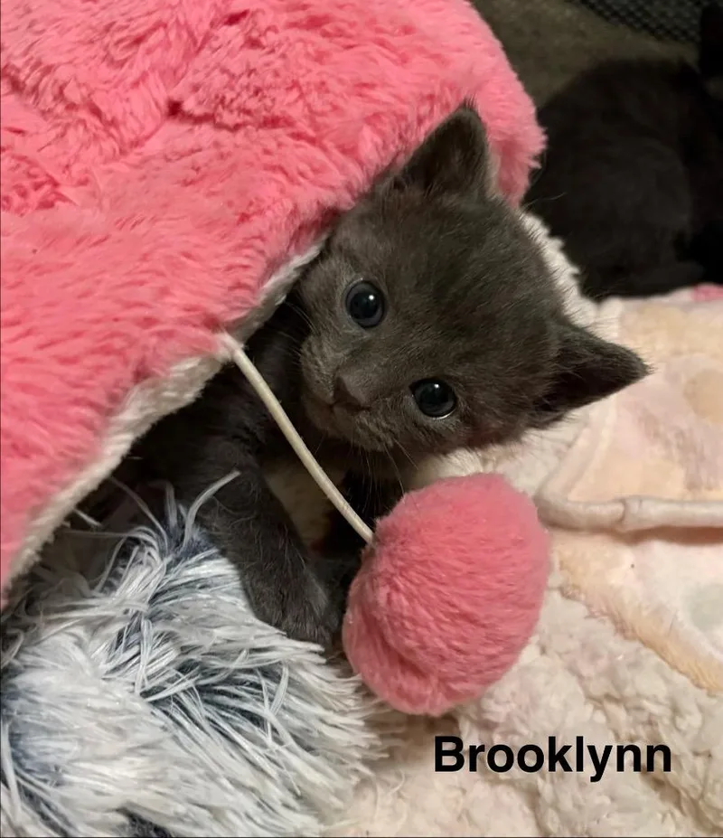 Brooklyn thumbnail 2