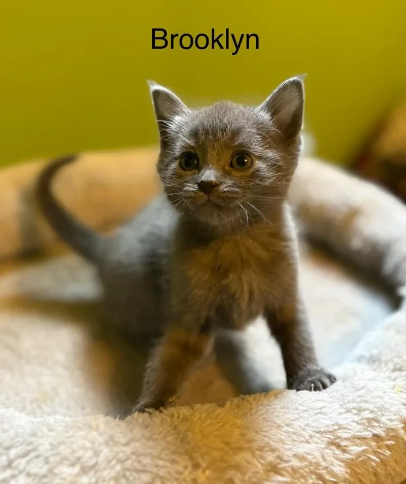 Brooklyn thumbnail 3