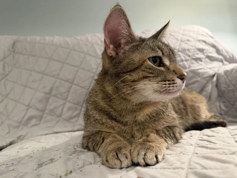 Ms. Frizzle thumbnail 3