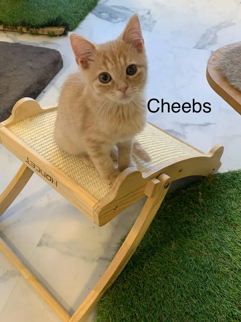 A young medium-sized male Buff / Tan / Fawn Domestic Short Hair cat named Cheebs for adoption in Saint Charles, MO