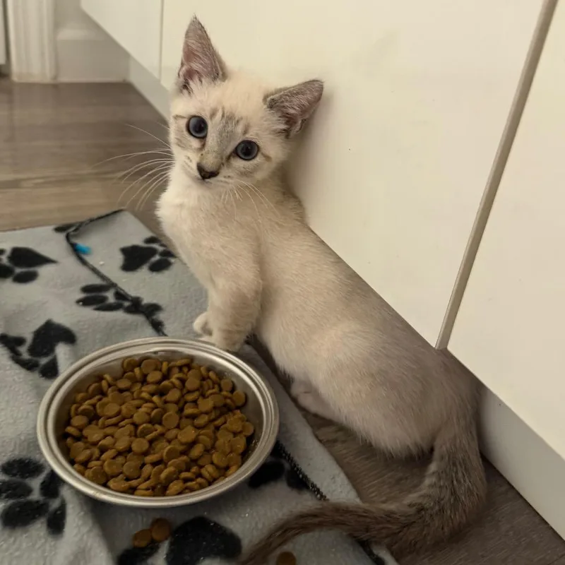 A baby small-sized female Siamese cat named Rebel To The Treble for adoption in Port Richey, FL