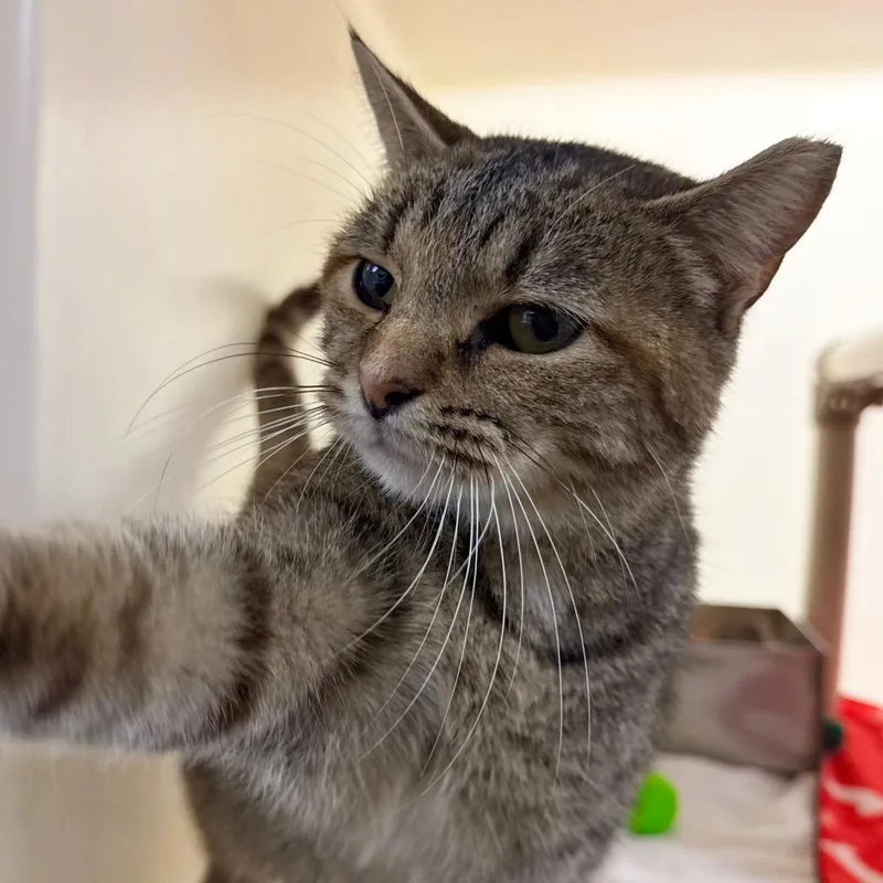 An adult medium-sized female Brown / Chocolate Domestic Short Hair cat named Veronica for adoption in Harrisonburg, VA
