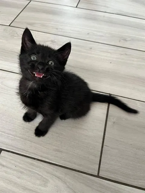 A baby small-sized male Domestic Short Hair cat named Teddy for adoption in Tustin, CA