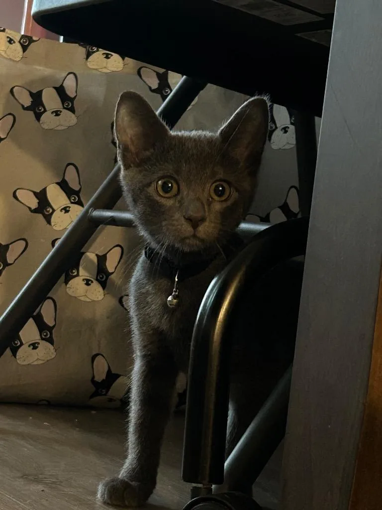 A baby medium-sized male Domestic Short Hair cat named Seymour for adoption in New Braunfels, TX