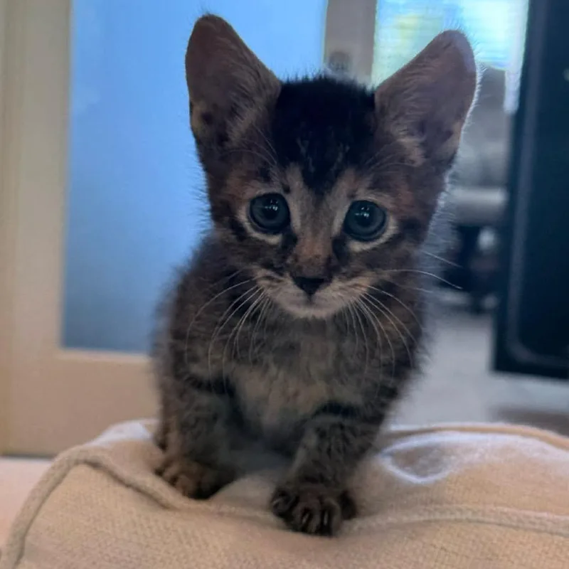 A baby small-sized female Gray / Blue / Silver Domestic Short Hair cat named Cher for adoption in Nampa, ID