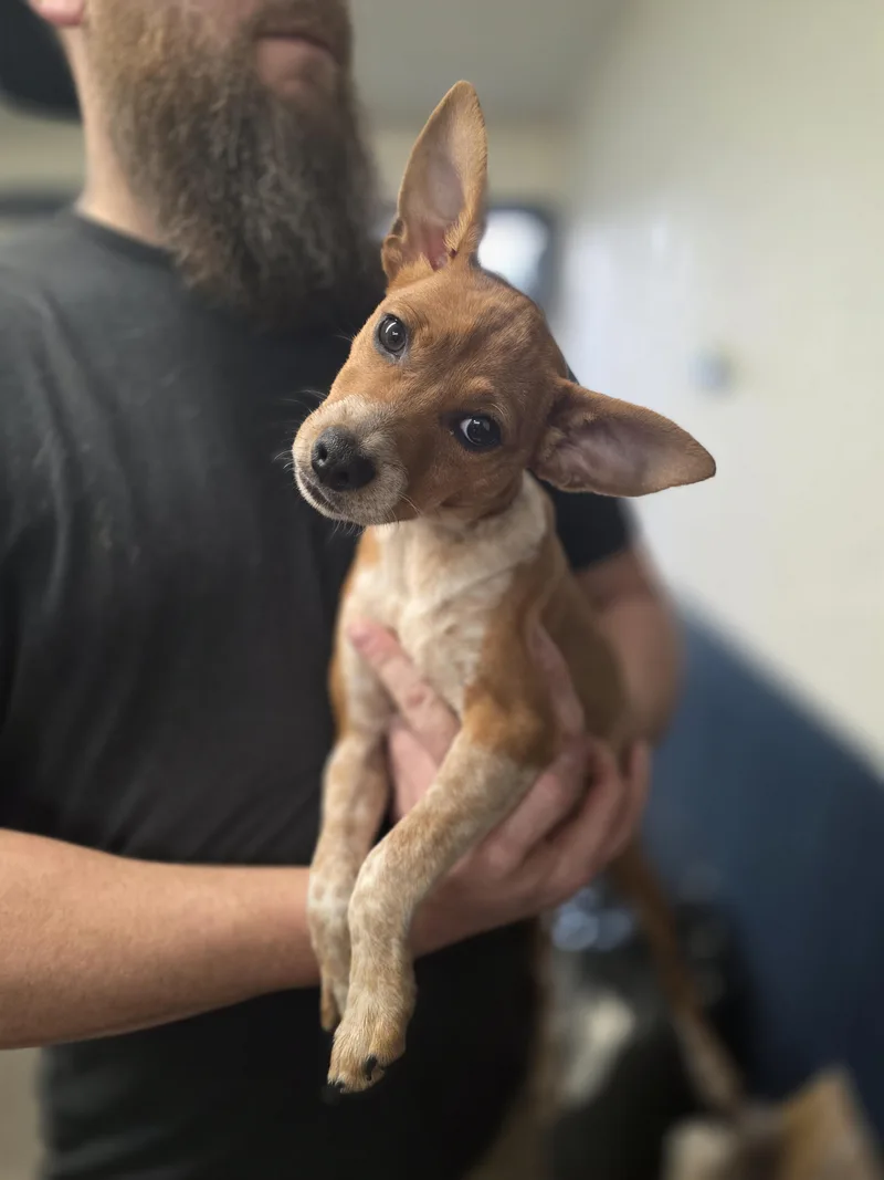 Poppy Louise thumbnail 2