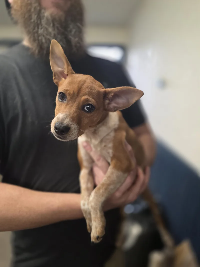 Poppy Louise thumbnail 3