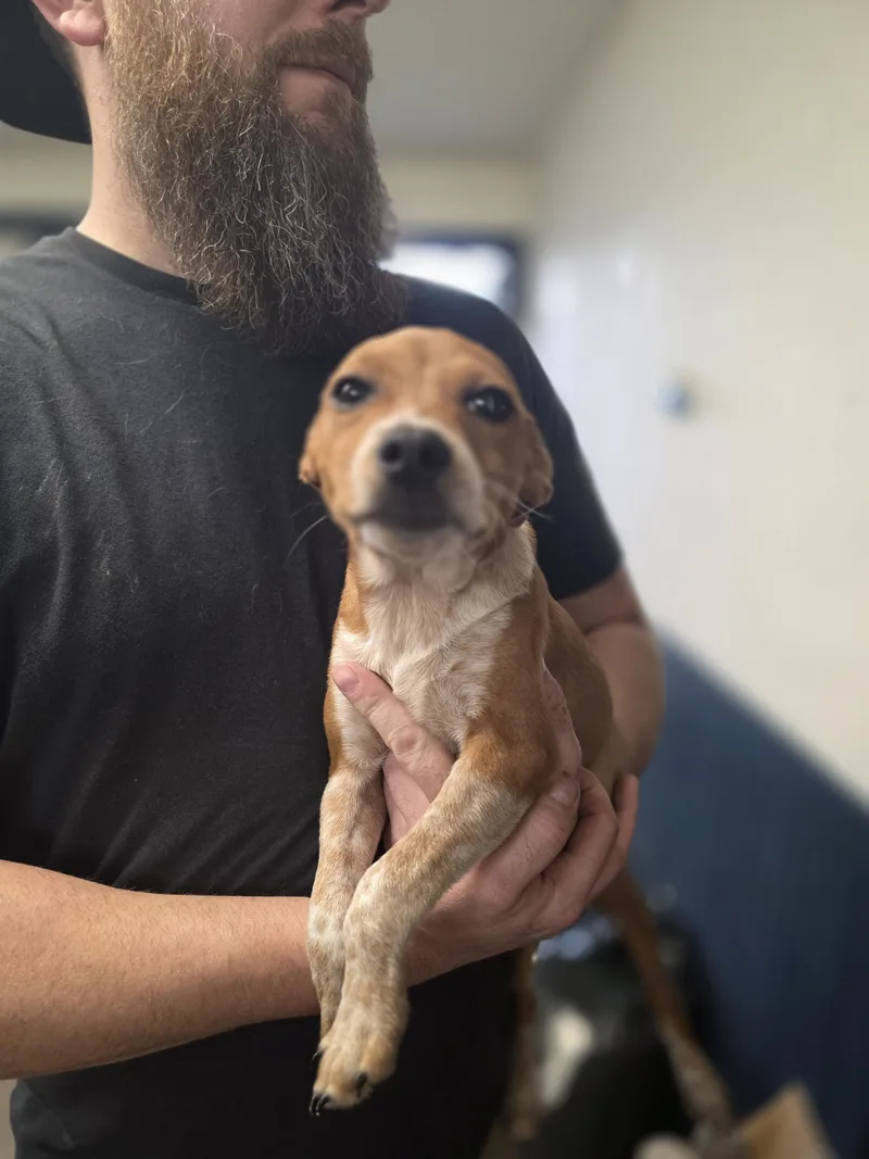 Poppy Louise thumbnail 4