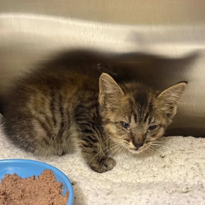 A baby small-sized female Brown / Chocolate Domestic Short Hair cat named Cassie for adoption in Webster, TX