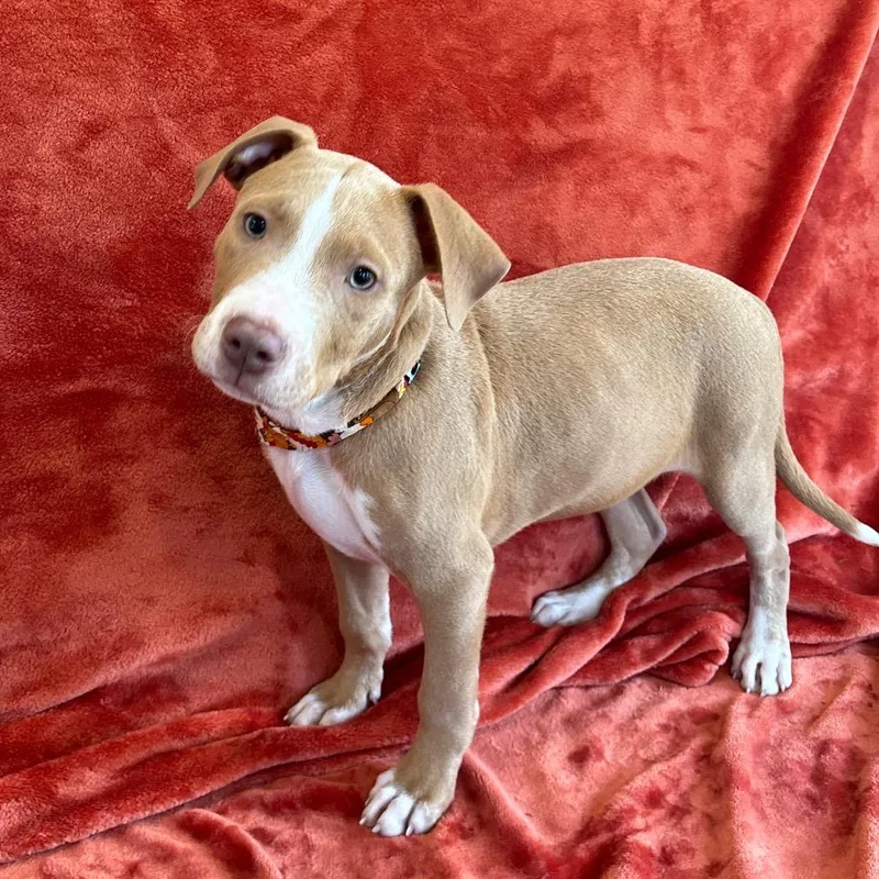 A baby medium-sized male Yellow / Tan / Blond / Fawn Boxer dog named Gordy for adoption in Smithville, TN