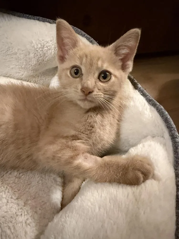 A baby medium-sized male Domestic Short Hair cat named Polar for adoption in Lansing, MI
