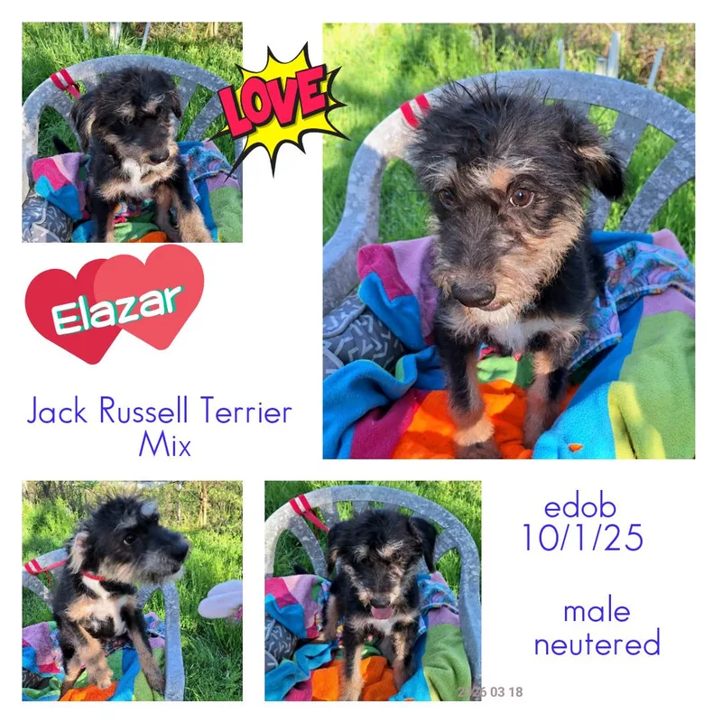 Elazar Wat thumbnail 4