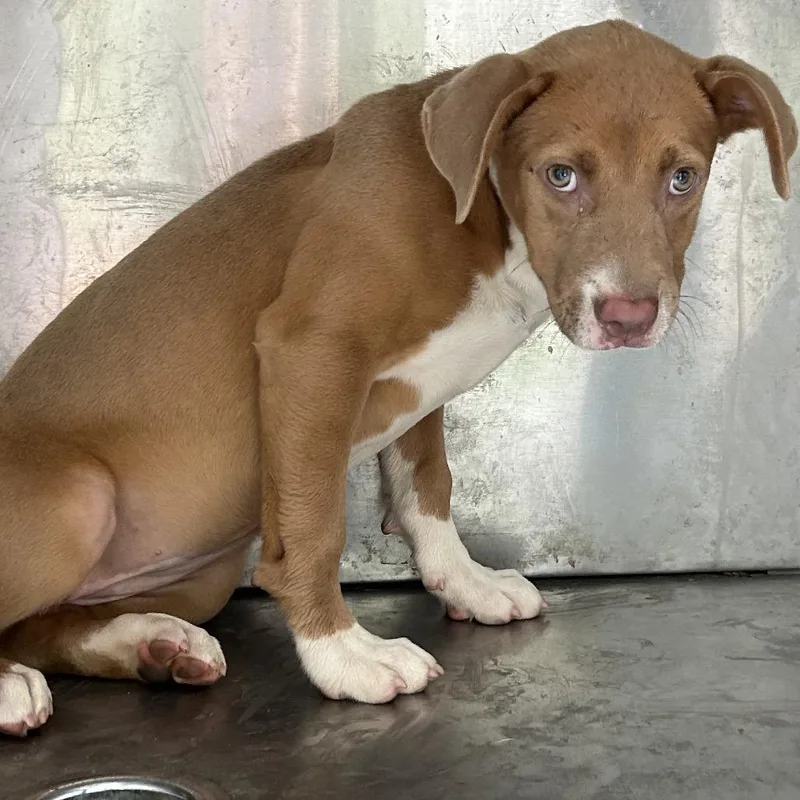 A baby small-sized female Red / Chestnut / Orange Pit Bull Terrier dog named Matilda for adoption in Birmingham, AL