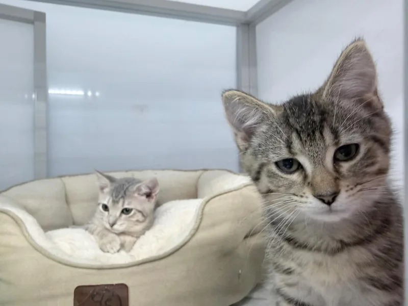 A baby medium-sized male Domestic Short Hair cat named Zim for adoption in Raleigh, NC