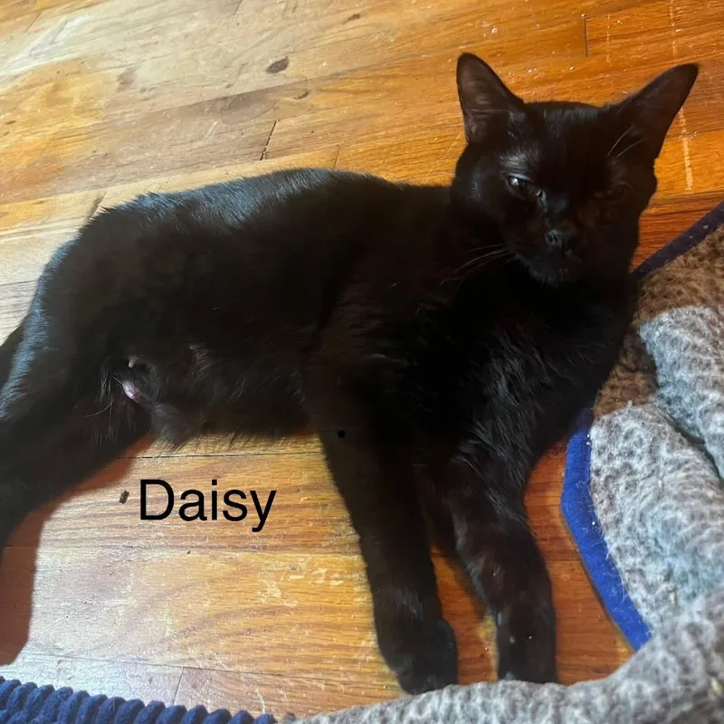 A young medium-sized female Black Domestic Short Hair cat named Daisy for adoption in Valdosta , GA
